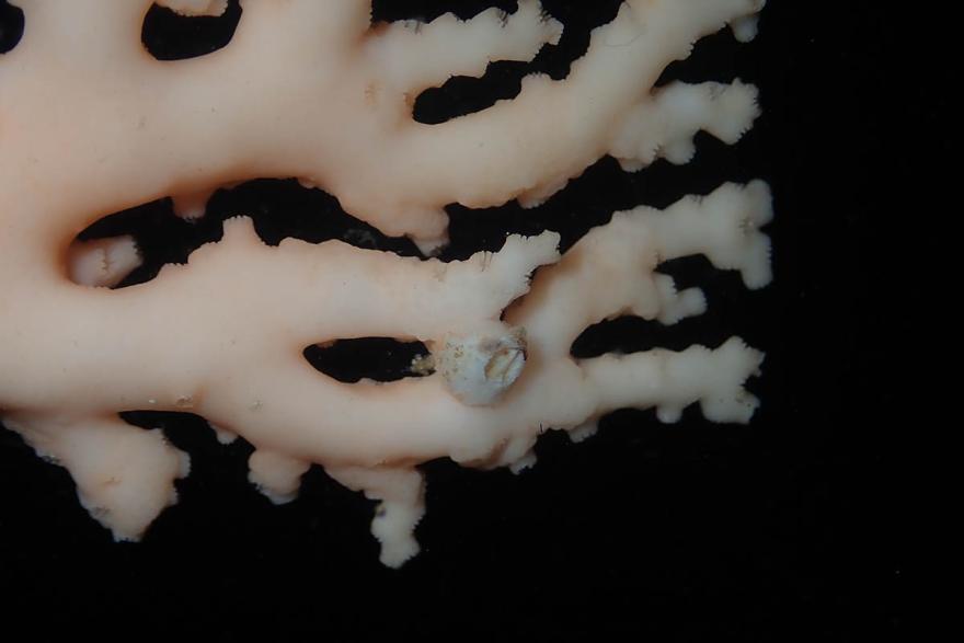 Cantellius coral barnacle living on hydrocoral