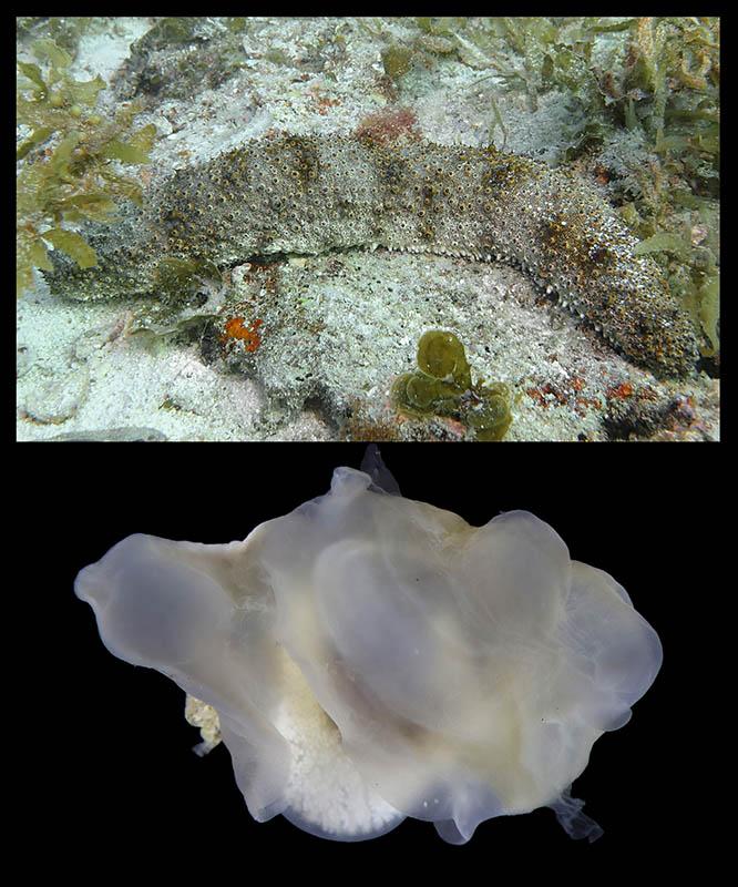 Entovalva bivalve mollusc sitting alongside a sea cucumber, both situated on the ocean floor
