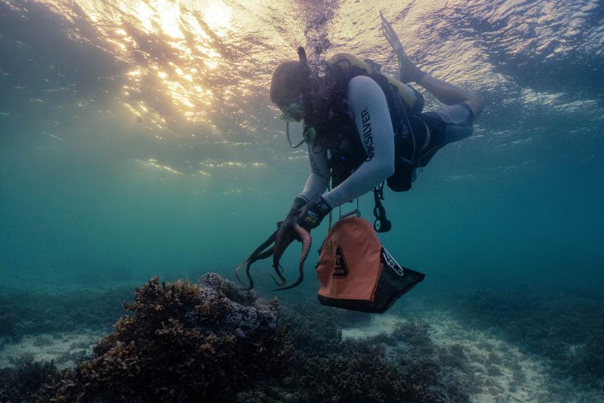 Michael Amor scuba diving at the ocean floor, holding an octopus