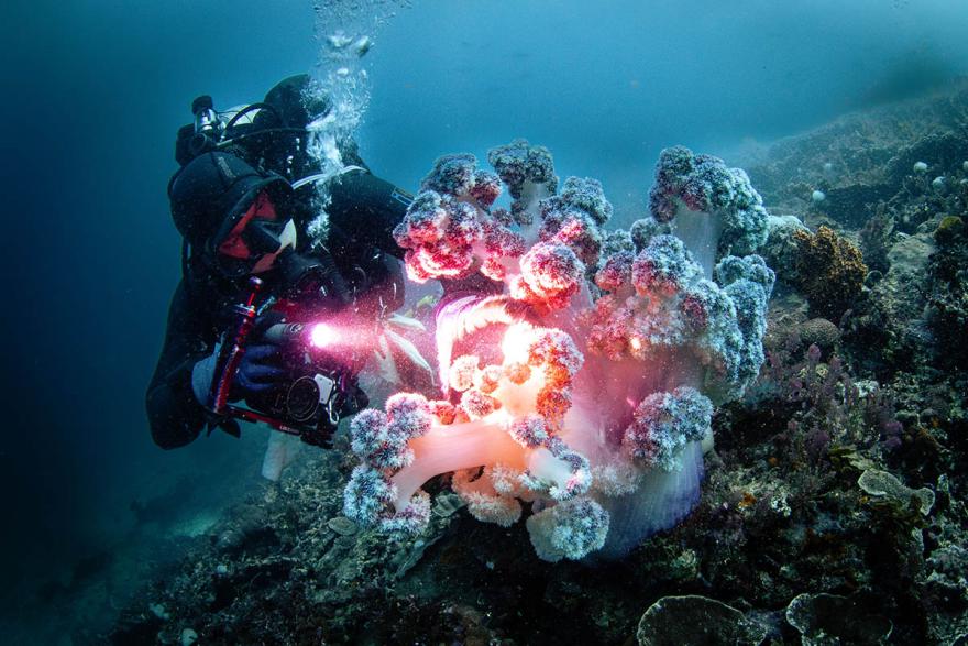 A diver shines a flashlight on a colourful coral reef, revealing the diverse marine life in the underwater environment