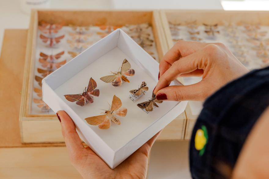 A hand gently reaches for a small moth specimen from a white box of five differing specimens