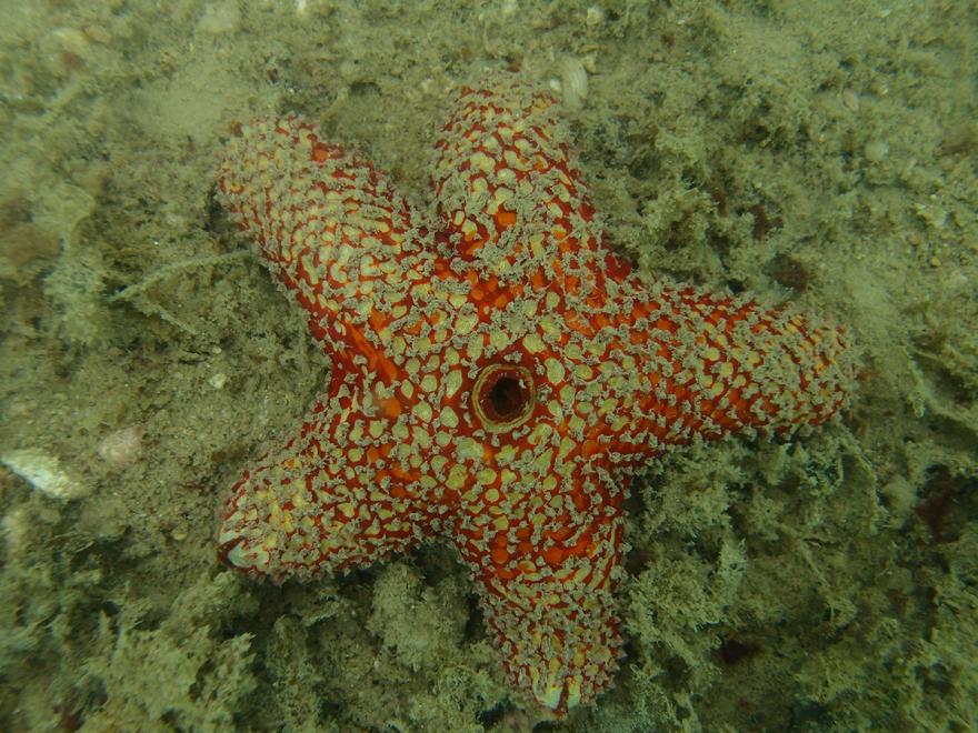 Photo of a starfish with a textured body featuring vibrant red spots scattered across its surface.