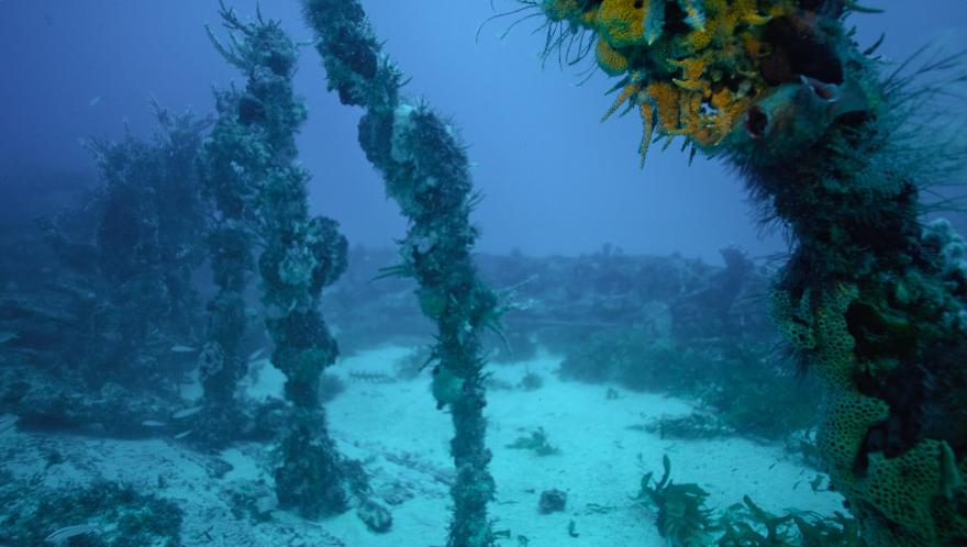 The deck posts of an underwater shipwreck, covered in sea life