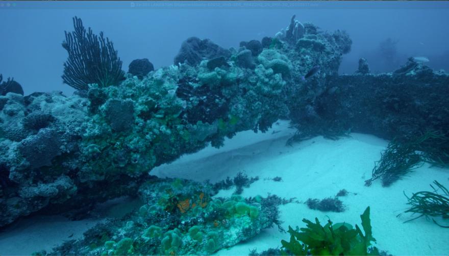 The mast of an underwater shipwreck, covered in sea life