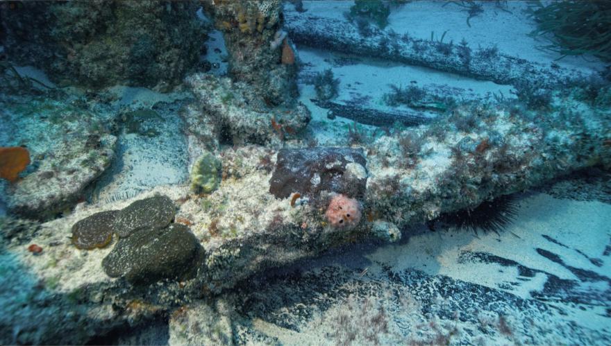 Timber cargo from a shipwreck underwater covered in sea life