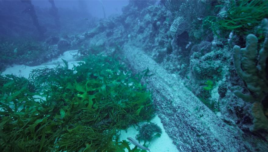 Timber cargo from a shipwreck underwater, covered in sea life