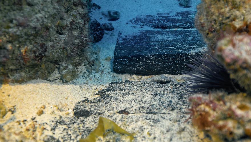 Timber cargo from a shipwreck underwater, covered in sea life