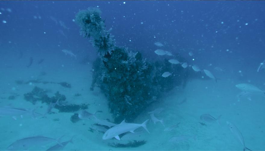 The wreck of the Langstone underwater, covered in sea life