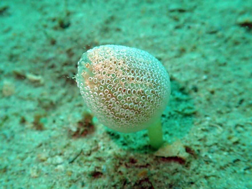 Photo of a white sea squirt, with a porous texture, lying on the ocean floor