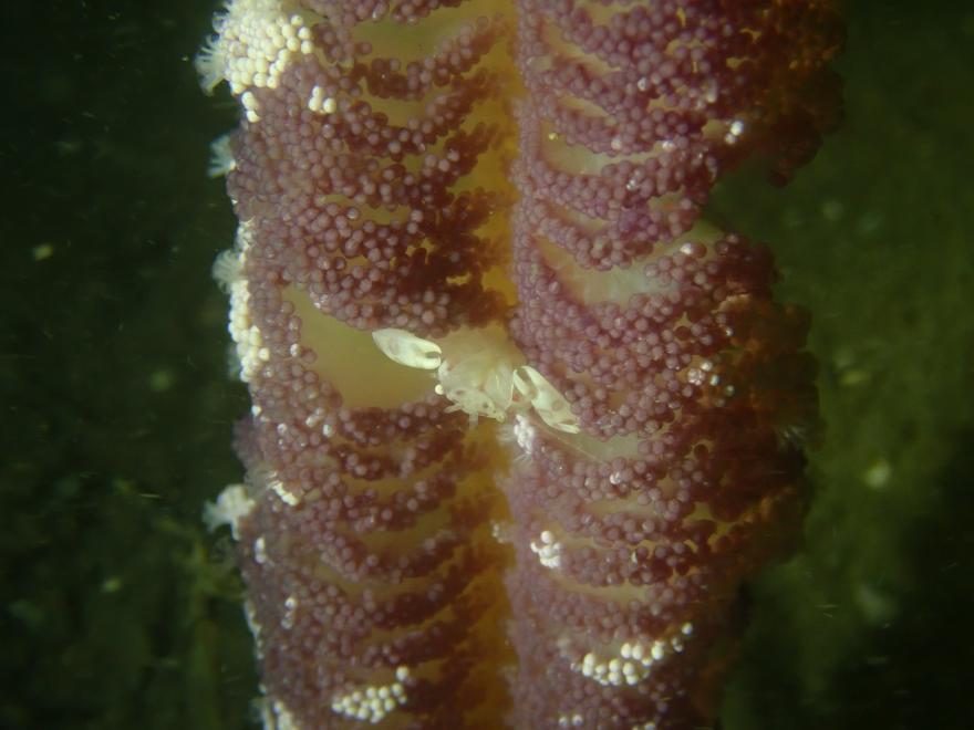 Photo of a small porcelain crab sitting in within the 'feathers' of a pink sea pen.