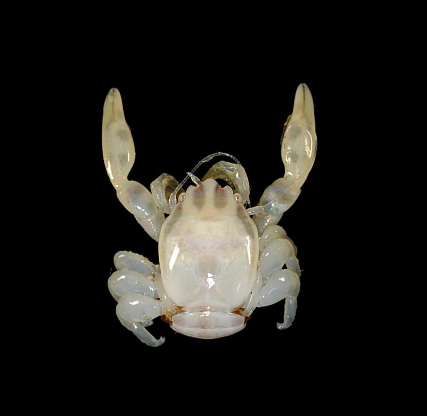 Photo of a translucent looking porcelain crab.