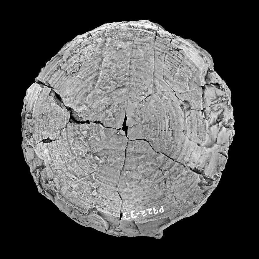 One of the fossilised cardabiodontid vertebrae (held in Darwin). 