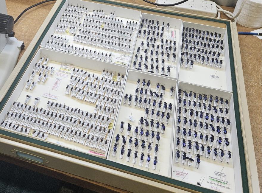 Some of the identified beetle specimens from the WA Museum collection