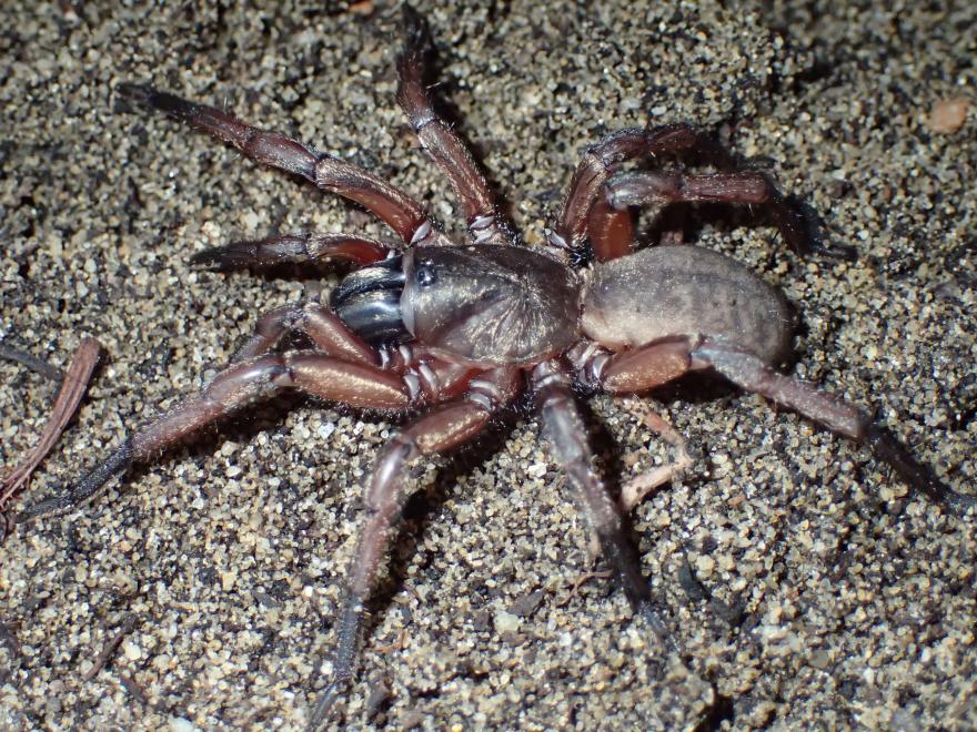 Close-up of sandy ground with fine grains and scattered small twigs. A spider is visible near the center-left of the image, partially camouflaged against the sand. The spider has long, slender legs and a narrow body, blending with the surrounding debris.