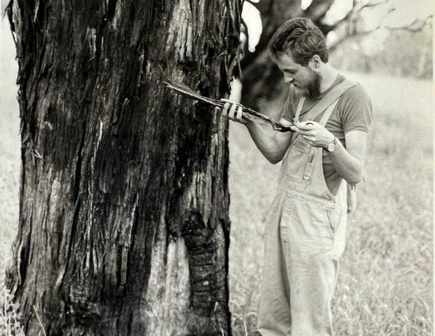 Person wearing overalls standing next to a large tree, inspecting a long piece of bark or wood.