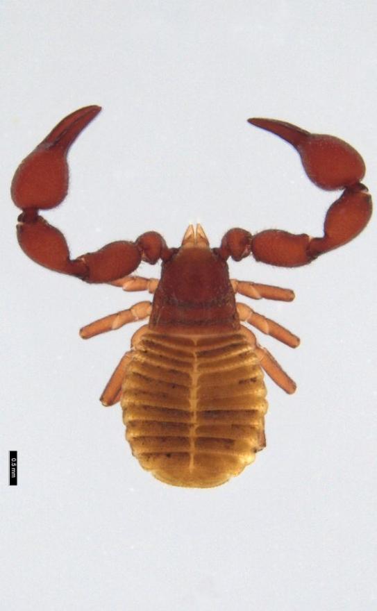 Enigmachernes dissidens - from Victoria