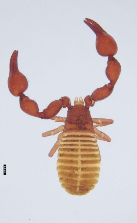 Enigmachernes parnabyi - from NSW + VIC