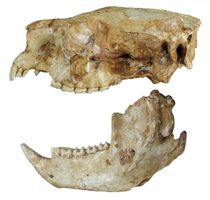 Skull of the WA koala, Phascolarctos sulcomaxilliaris
