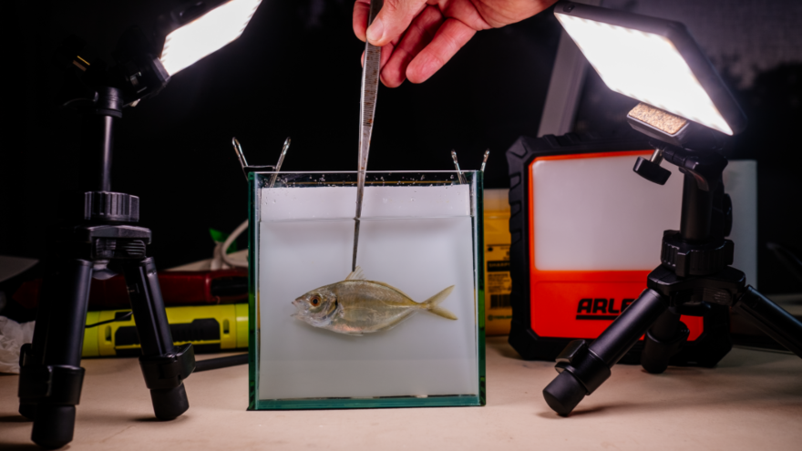 Fish specimen being measured, photographed and recorded.