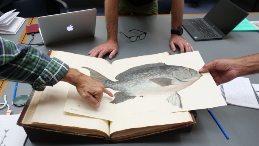 Lester Coyne and Larry Blight explore the Robert Neill Portfolio in the Natural History Museum, London.