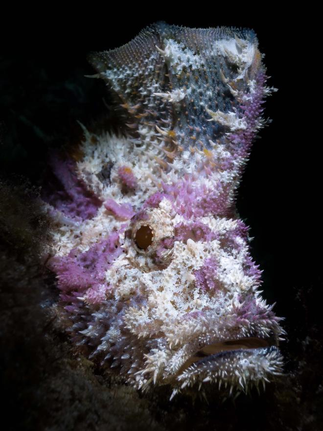 Close-up of a camouflaged, spiky velvetfish with textured white and purple markings against a dark underwater background.