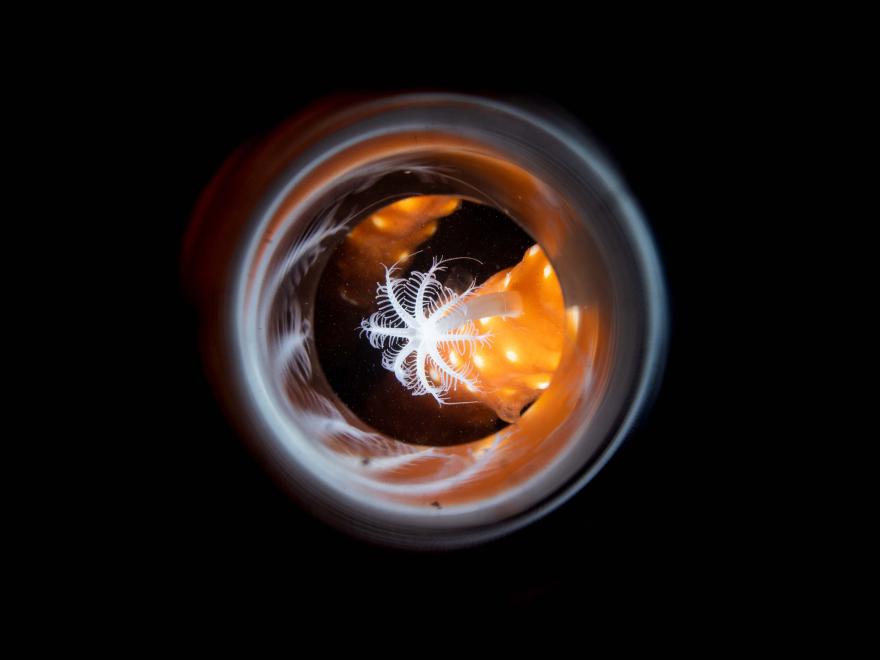 Close-up view through a circular opening of a delicate white marine organism with feathery tentacles against a dark background with orange coral.