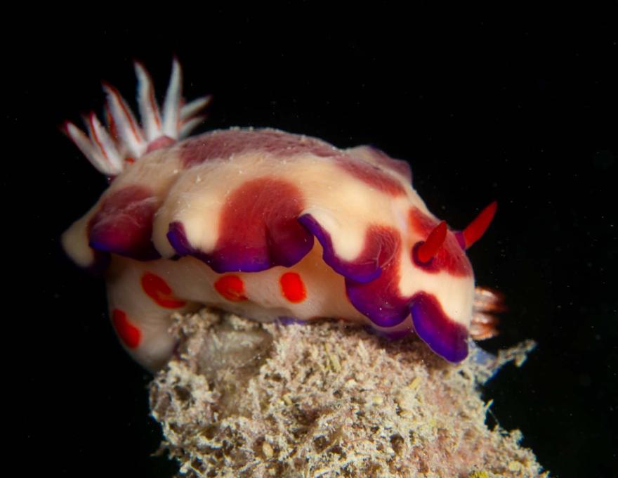 Close-up of a brightly coloured sea slug with red spots and purple-edged frills resting on coral against a dark background.