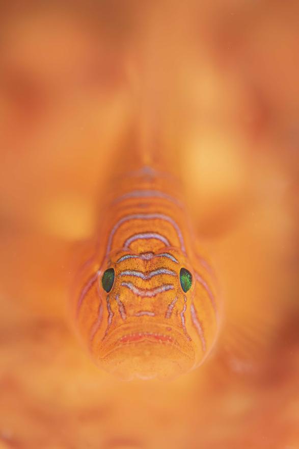 Close-up of a bright orange fish with blue-lined patterns and green eyes, partially hidden within a soft, blurred orange coral background.