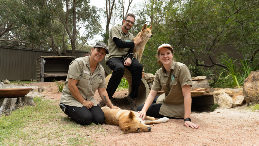 Three wildlife volunteers sit and kneel in a natural enclosure with two dingoes, one resting on the ground and the other standing beside them.