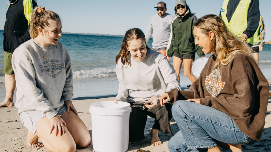 A group of volunteers kneel on a sandy beach beside the water, examining a small marine animal next to a white bucket during a coastal conservation activity.