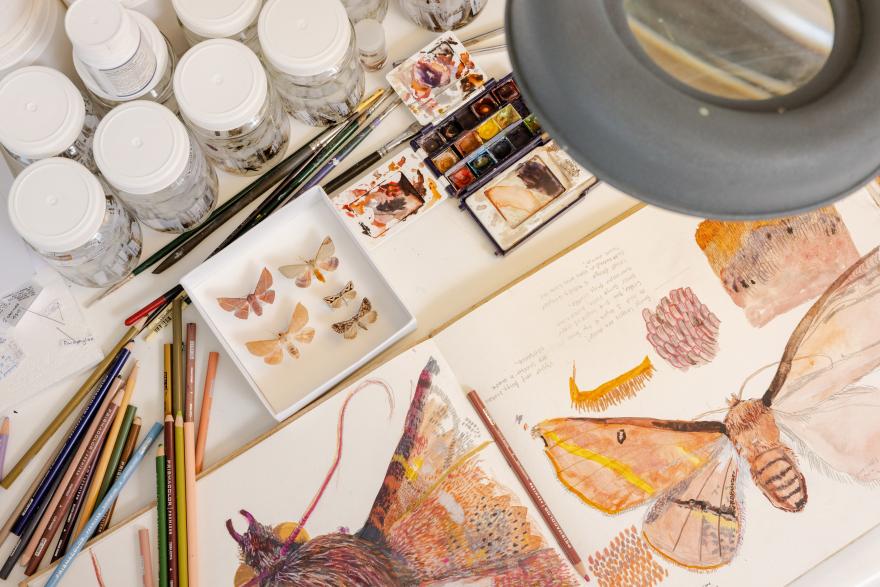 a topdown view of papers with intricate drawings of moths, drawing impliments and sample specimens
