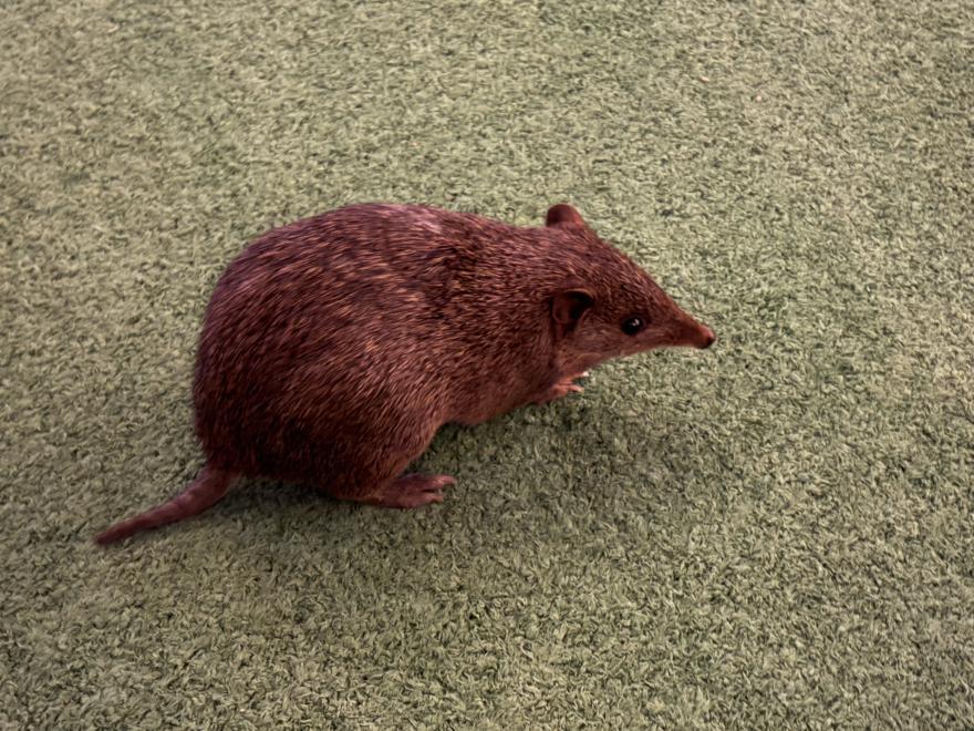 Golden Bandicoot (Isoodon auratus) on Barrow Island 