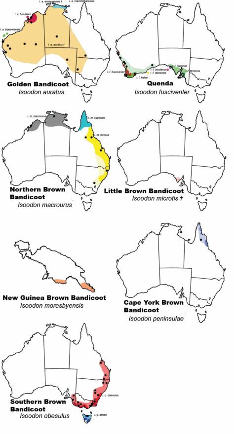 New brown bandicoot distributions
