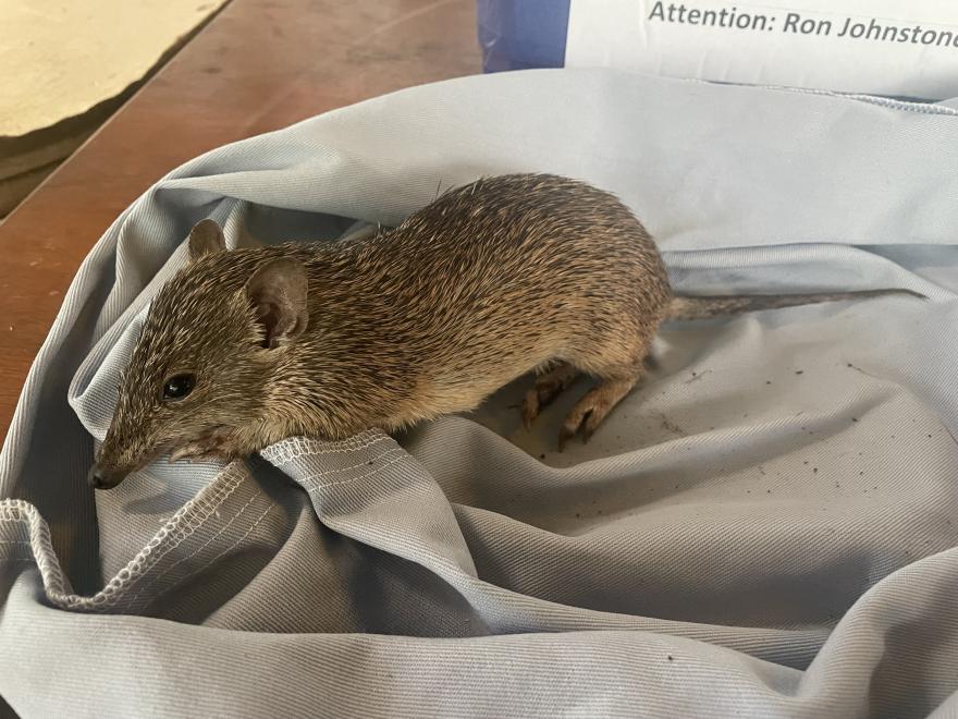 The new subspecies of Golden Bandicoot in the Kimberley (Isoodon auratus bundillarri) (c) WA Museum