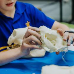 A school child in a blue polo uniform shirt with yellow details gently holds a white skull fragment in hands covered in blue ink stains over a blue padded table