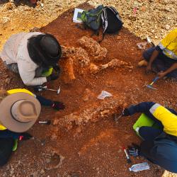 Five people in bright yellow and beige work wear kneel around a large partially-excavated Diprotodon skeleton as they gently remove layers of dirt from the bones