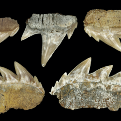 A group of shark's teeth