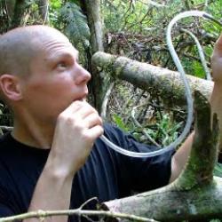 A person wearing a dark shirt sucking bugs from a tree branch through tubing in the Amazon rainforest