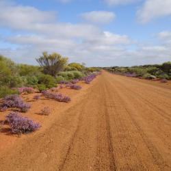 A long stretch of red dirt road beneath a blue sky with white fluffy clouds. Shrubby bushes and purple flowers line the sides of the road.