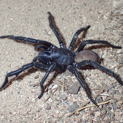 A large black spider