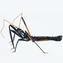 A black and brown bug with antennae and a long body