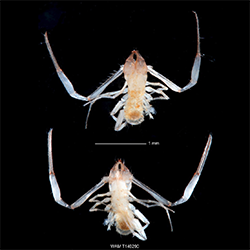 Subterranean blind Chthoniid PSE254 from Greater Brockman, ca. 75 km NW. of Tom Price, Western Australia. Collected by S. Callan, Biologic Environmental Survey in borehole scrape. 