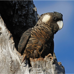 A black and white Carnaby's cockatoo sits in a tree hollow