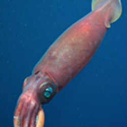 Red squid with blue eyes within deep water