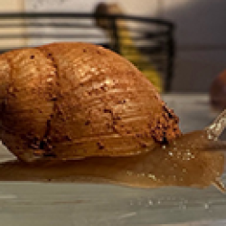 Snail with a muddy shell on a glass surface