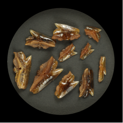 An array of shark teeth displayed in a circular shape