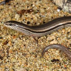 Lerista distinguenda, Boyeembara Park, Fremantle1, B. Maryan