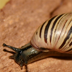 Close up image of a snail with black stripes