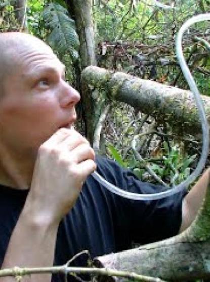 A person wearing a dark shirt sucking bugs from a tree branch through tubing in the Amazon rainforest