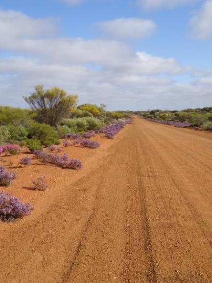 A long stretch of red dirt road beneath a blue sky with white fluffy clouds. Shrubby bushes and purple flowers line the sides of the road.